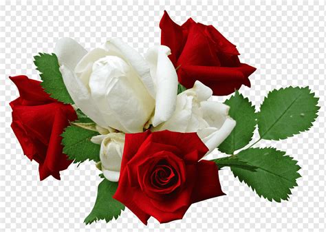 Rosas Rojas Y Rosas Blancas Rosa Roja Rosa Blanca Las Flores Png