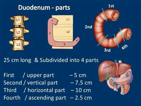 Stomach Anatomy Duodenal Bulb