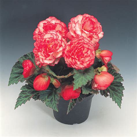 Nonstop® Rose Petticoat - Tuberous Begonia - Begonia x tuberhybrida ...