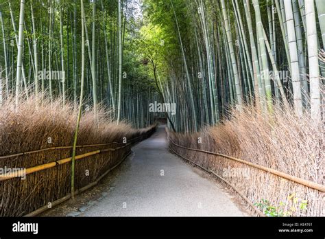 green Bamboo forest path in japan Stock Photo - Alamy