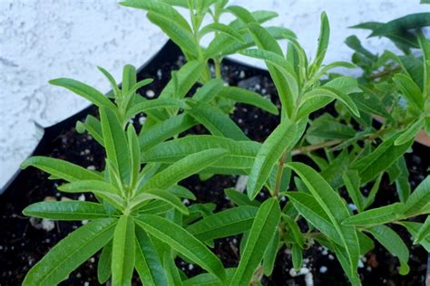 Lemon Verbena For Your Garden Sanctuary Soil