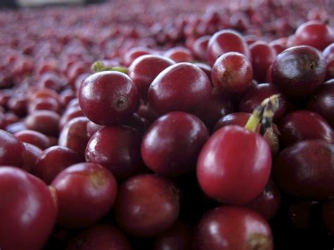 What is a Coffee Cherry? - Become More Coffee Savvy