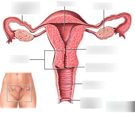 female duct system Diagram | Quizlet