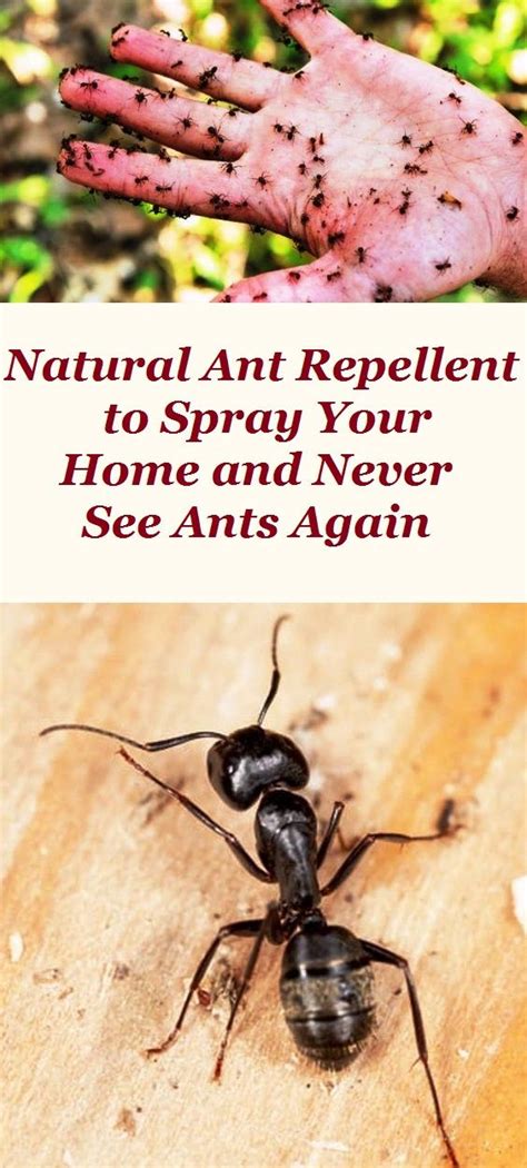 Natural Ant Repellent To Spray Your Home And Never See Ants Again Ant