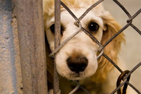 Denuncia A Vecino Por Maltrato Animal El Diario Del Centro Del País