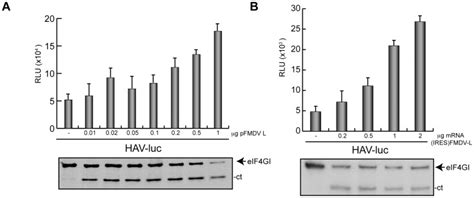 A Huh7 T7 Were Transfected For 3 H With 1 µg Plasmid Encoding