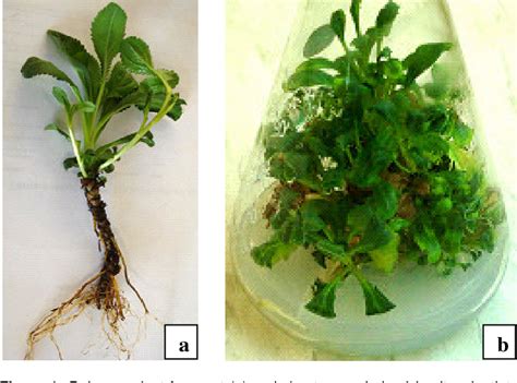 Figure 1 From High Frequency Callus Induction And Plantlet Regeneration