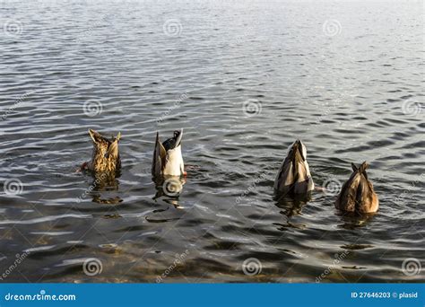 Secret meeting stock image. Image of colleagues, meeting - 27646203