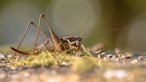 Tips For Cricket Infestation Control • Gecko Pest Control