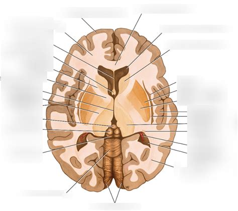 BLOCK 3 - BASAL GANGLIA LABELING Diagram | Quizlet