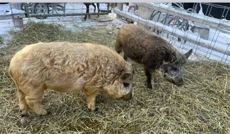 Colorado Pasture Pig Official Website True Grazing Hogs