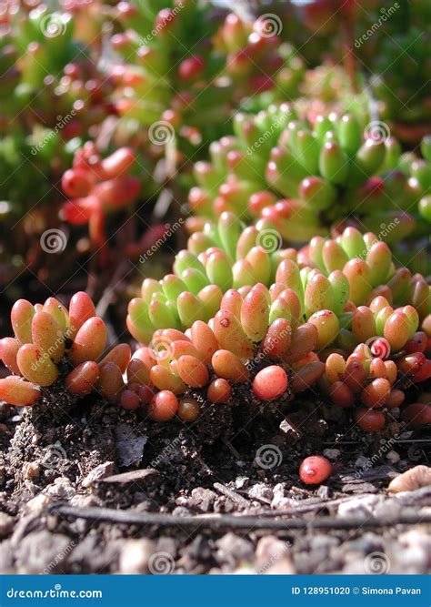 Hojas Coloridas Del Rubrotinctum De Sedum Foto De Archivo Imagen De