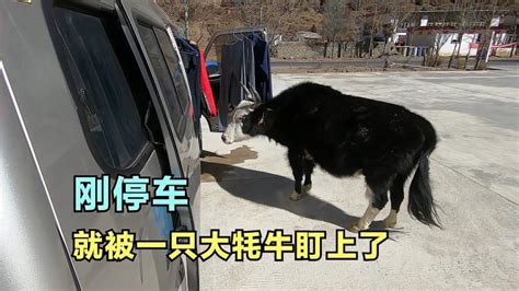 一新冬季自驾西藏刚停下做饭被一只大牦牛盯上了这怎么办 旅游 旅途风光 好看视频