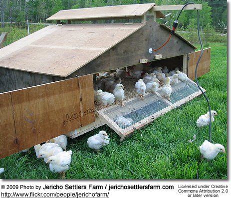 Brooders All You Need To Know To Set Up Chicks Brooder Chicken