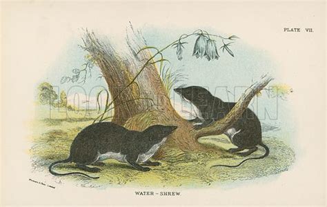 Water-Shrew stock image | Look and Learn