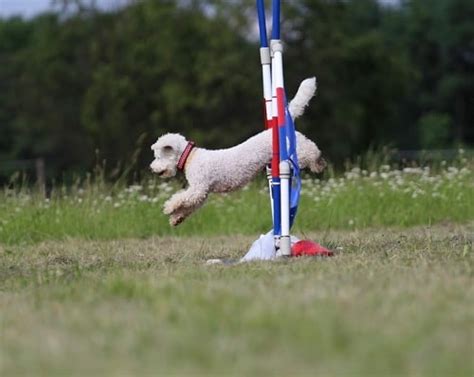 Methods to Train Bichon Frise - Strategies and Techniques for Easy Training of Pets