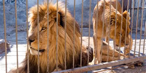 Lion Cage in Australia – level 1 - News in Levels