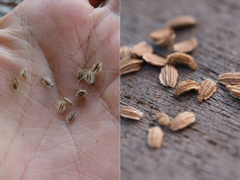 Sabe Como Sembrar Zanahorias Descubralo Aquí