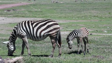 Zebra Yaban Hayat Izgiler Afrika Pixabay De Cretsiz Foto Raf Pixabay