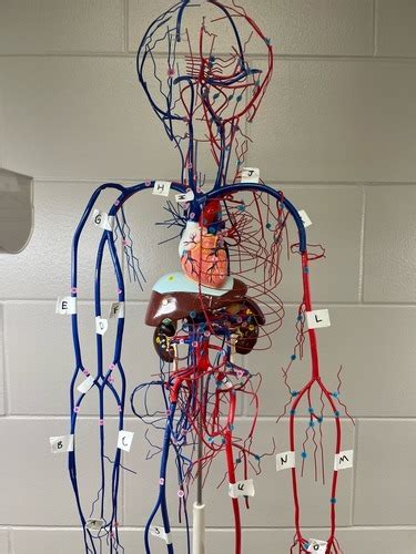 Big Blood Vessel Model Upper Diagram Quizlet