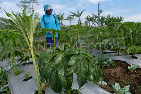 PETANI PADI DAN PALAWIJA BERALIH MENANAM PORANG ANTARA Foto