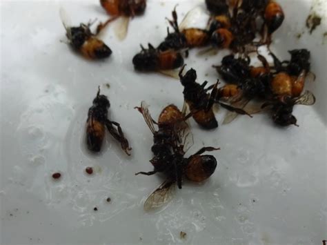 Death to varroa mites – juliecache.com