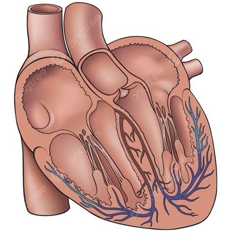 รูปหัวใจมนุษย์หัวใจหลอดเลือดแดงทางการแพทย์ เวกเตอร์ Png หัวใจ ทางการแพทย์ หลอดเลือดแดงใหญ่