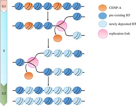 Ectopic Cenp A Elimination During Dna Replication Cenp A Incorporates