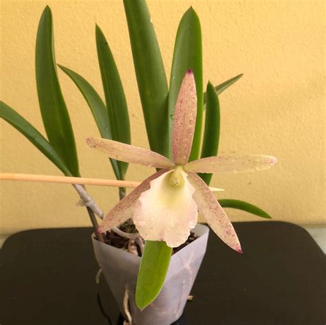 Brassavola Nodosa 4n X Cattleya Summer Spots La Foresta Orchids