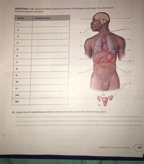 Solved QUESTIONS 1 12 Identify The Labeled Endocrine Chegg