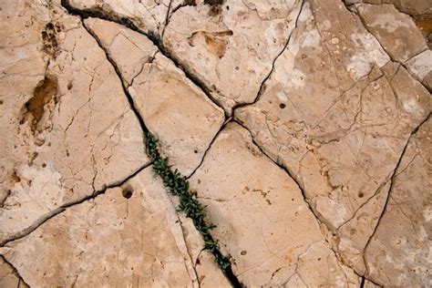 Textura De Piedra Natural Con Grietas En La Superficie Y Planta Verde