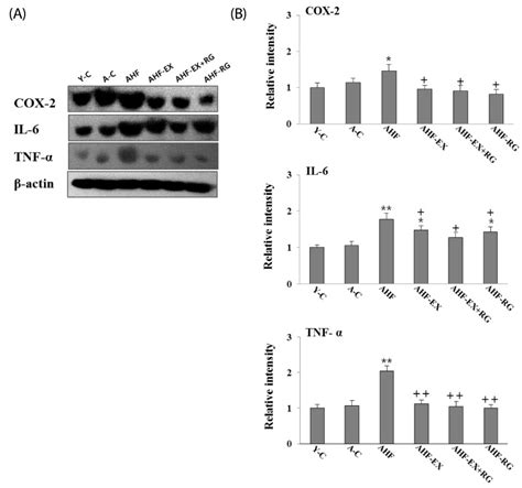 Western Blotting Analysis Of Tnf α Il 6 And Cox 2 A Densitometric