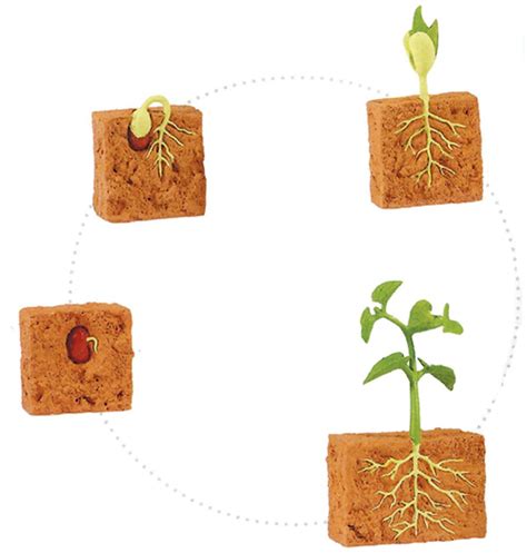 Free Printable Life Cycle Of A Bean Plant Printable Templates Hot Sex