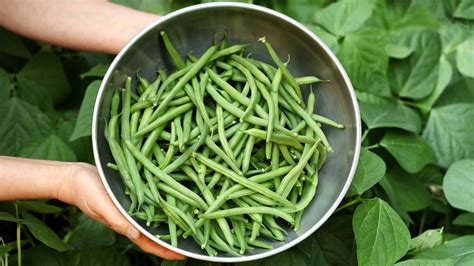 Fact or fiction – never eat raw green beans? - FreshMAG IE