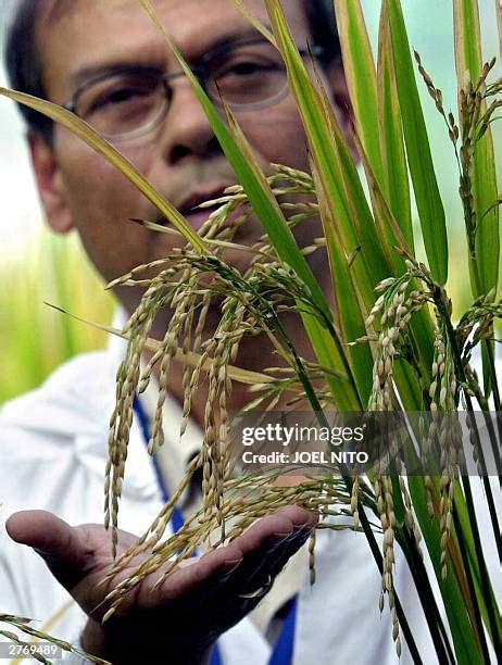 International Rice Research Institute Photos And Premium High Res Pictures Getty Images