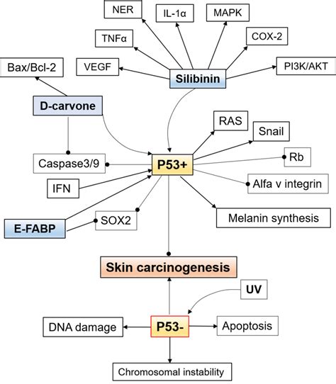 Protective Role Of P53 In Skin Cancers P53 Via The Activation Of Ras Download Scientific