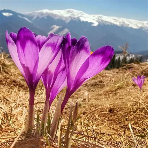 Reforesting The Southern Carpathians