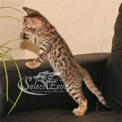 F5 Savannah Kittens Savannah Cat Select Exotics