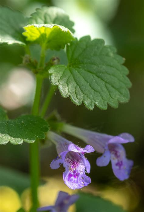 Gundermann Glechoma Hederacea Gundermann Glechoma Heder Flickr