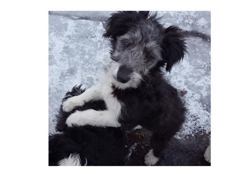Idaho Shag Puppies