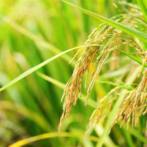 Conhecendo Seu Produto Descubra Como O Arroz Plantado No Brasil