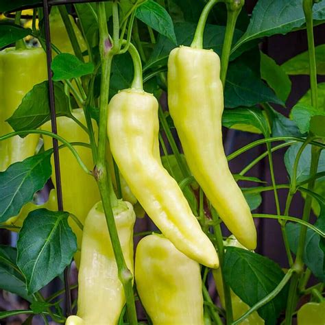 Quick Tips for Growing Peppers!