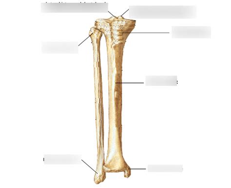 Tibia And Fibula Anterior And Posterior View