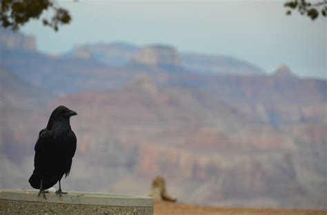 1600x1200 Wallpaper Black Crow Peakpx