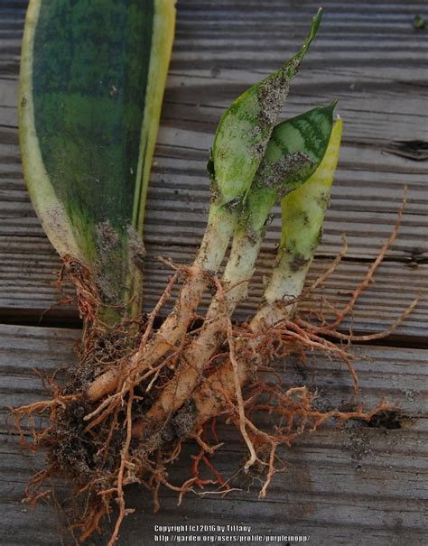 Photo Of The Roots Of Snake Plant Dracaena Trifasciata Posted By