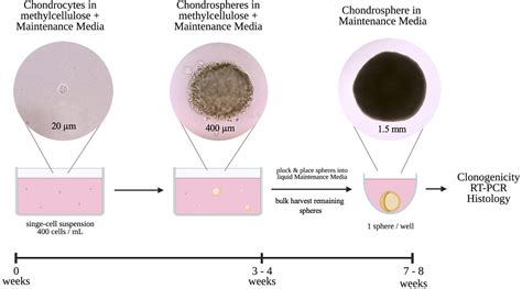 3d Cell Culture Systems