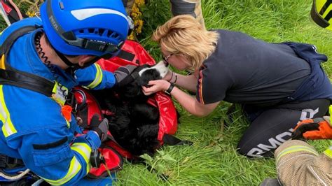 Dog Rescued After Falling Over Cliff Edge At Cullen Bbc News