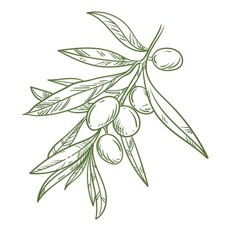 Premium Vector Hand Drawn Olive Branch Outline Illustration