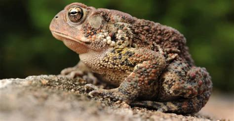 Are Toads Poisonous To Dogs or Cats? - IMP WORLD