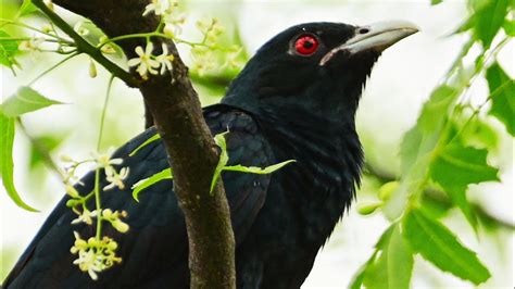 कोयल की आवाज Koyal Ki Awaz Koel Bird Singing Sound Youtube